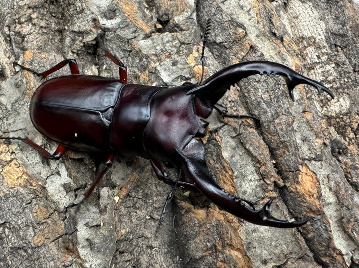 《フォルスターフタマタ亜種ニシ 77mm ペア》Moro氏ブリード個体