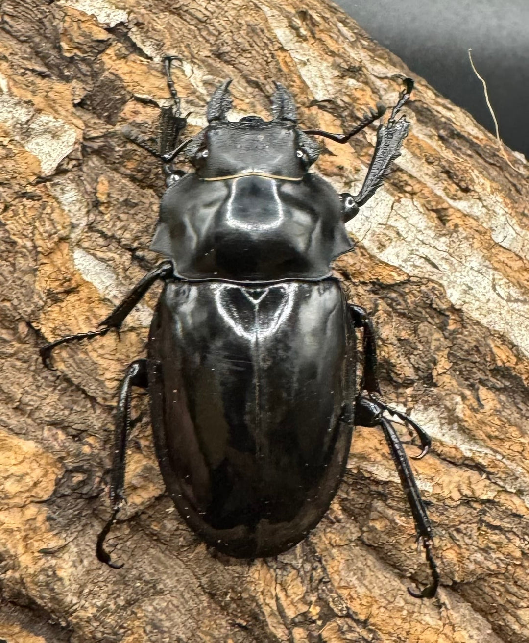 【WD】《ダールマンツヤクワガタ亜種celebensis 82mm ペア》