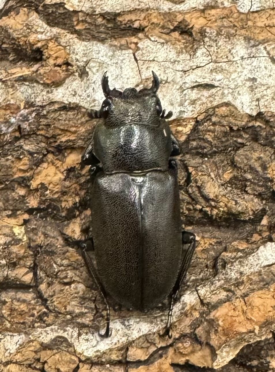 【WD】《メタリフェルホソアカ 83mm ペア》