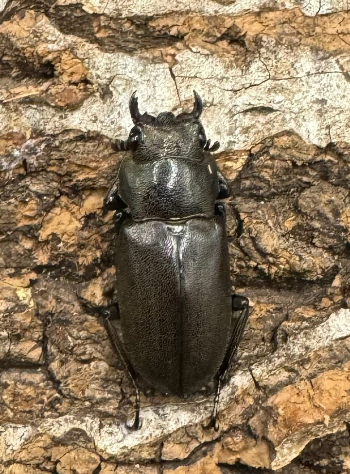 【WD】《メタリフェルホソアカ 83mm ペア》