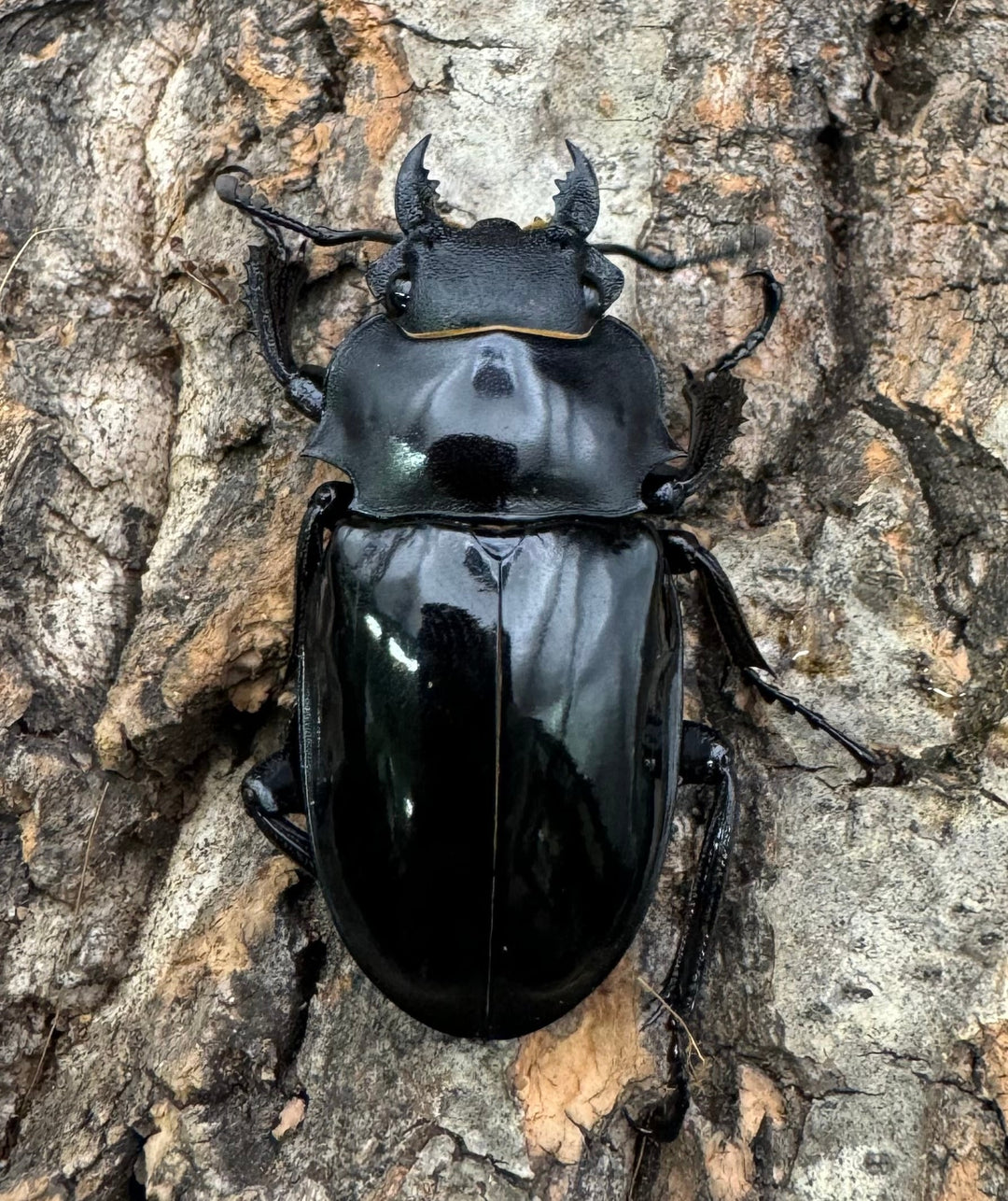 【WD】《インターメディアツヤクワガタ 87mm A'品ペア》