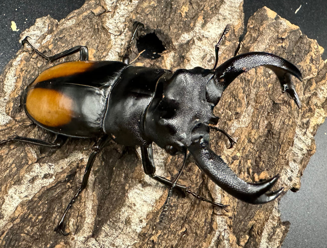 【WD】《セアカフタマタ（パリーフタマタ） 77mm ペア》