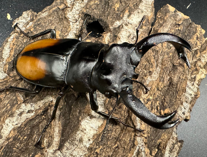 【WD】《セアカフタマタ（パリーフタマタ） 77mm ペア》