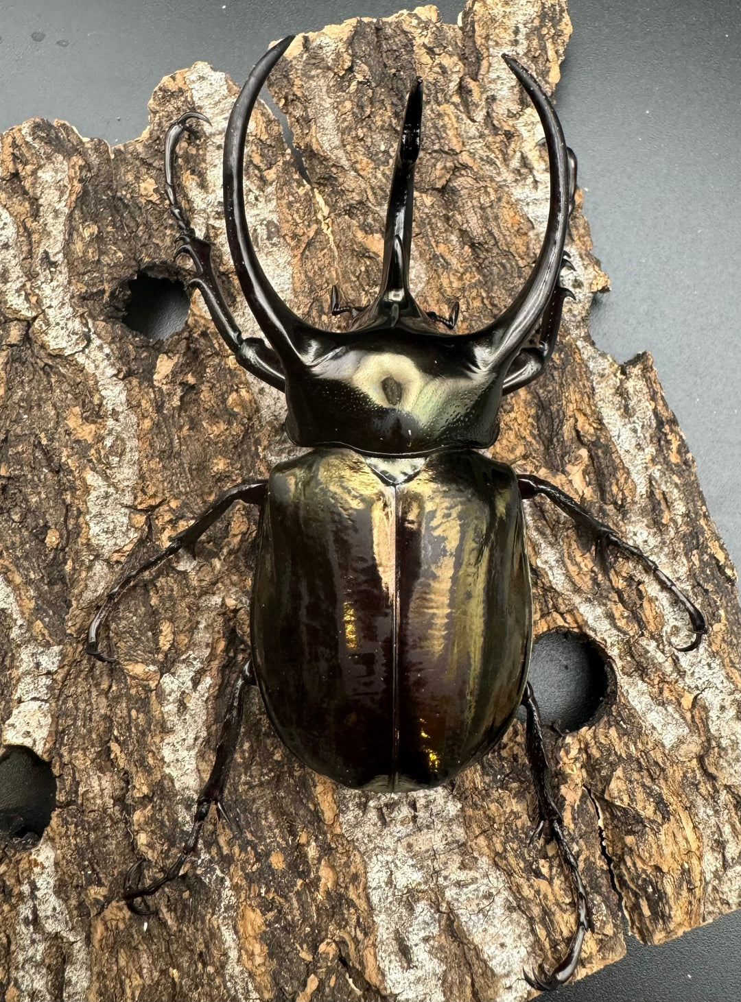 【WD】《ミンダナオアトラスオオカブト 88mm A’品ペア+おまけB♀単付き》