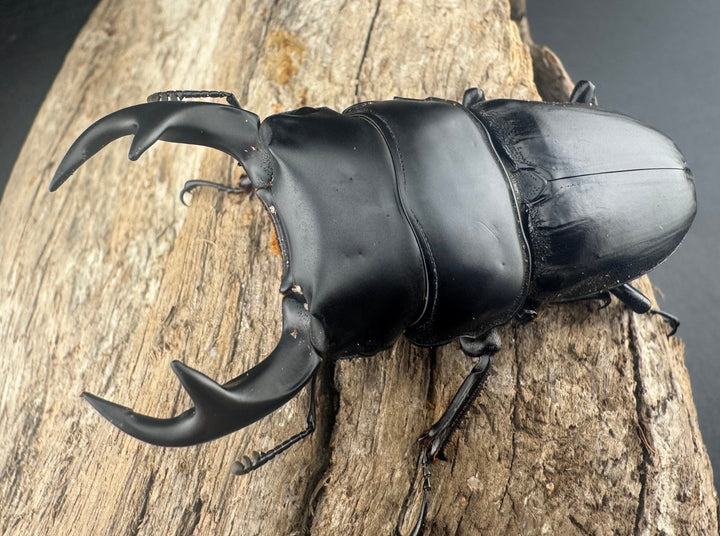 【WD】《クルビデンスオオクワ原名亜種 65mm ペア》