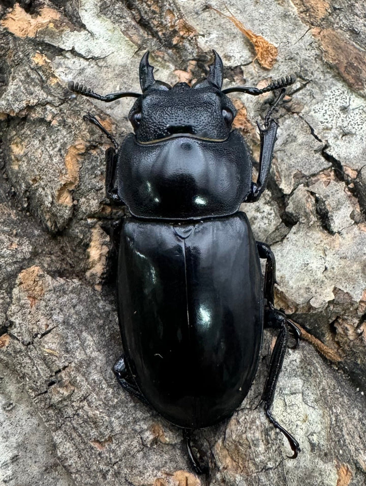 【WD】《マンディブラリスフタマタ 85mm ペア》