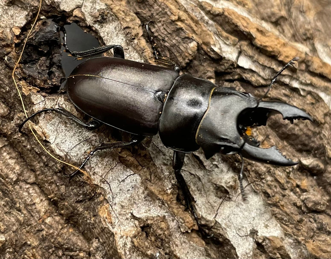 【WD】《オーエンノコギリクワガタ中国亜種melli 34.5mm ペア》