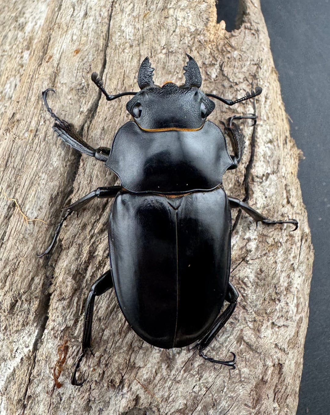 【WD】《ミンダナオアルケスツヤクワガタ 82.5mm ペア》