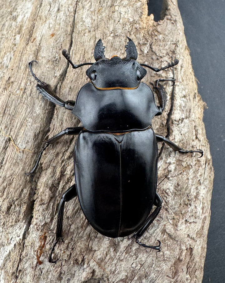 【WD】《ミンダナオアルケスツヤクワガタ 82.5mm ペア》