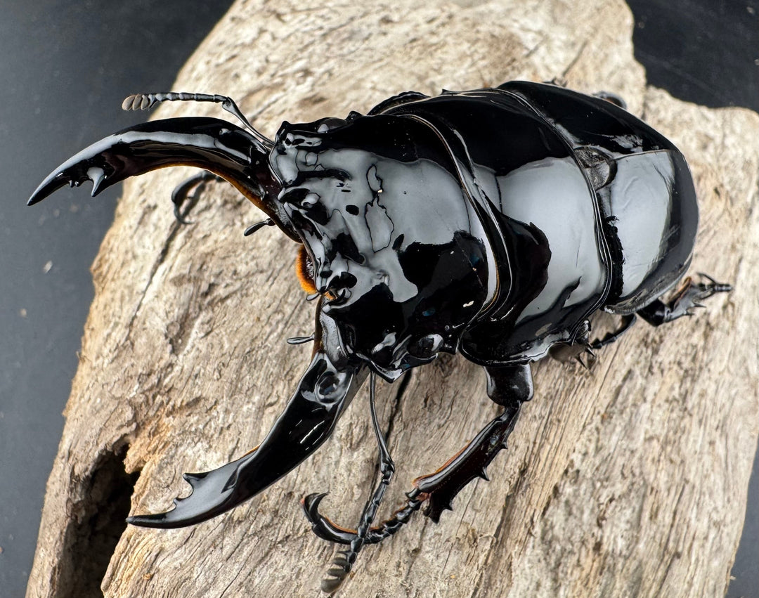 《レギウスオオツヤクワガタ 79.5mm ペア》