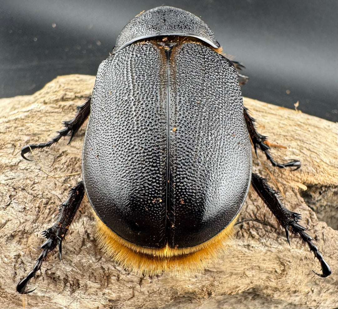 《サタンオオカブト 95mm ペア》inohiro109氏ブリード個体