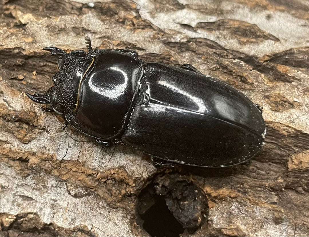 【WD】大型《北カマリネスヒラタ 93mm ペア》