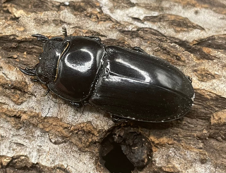 【WD】大型《北カマリネスヒラタ 93mm ペア》