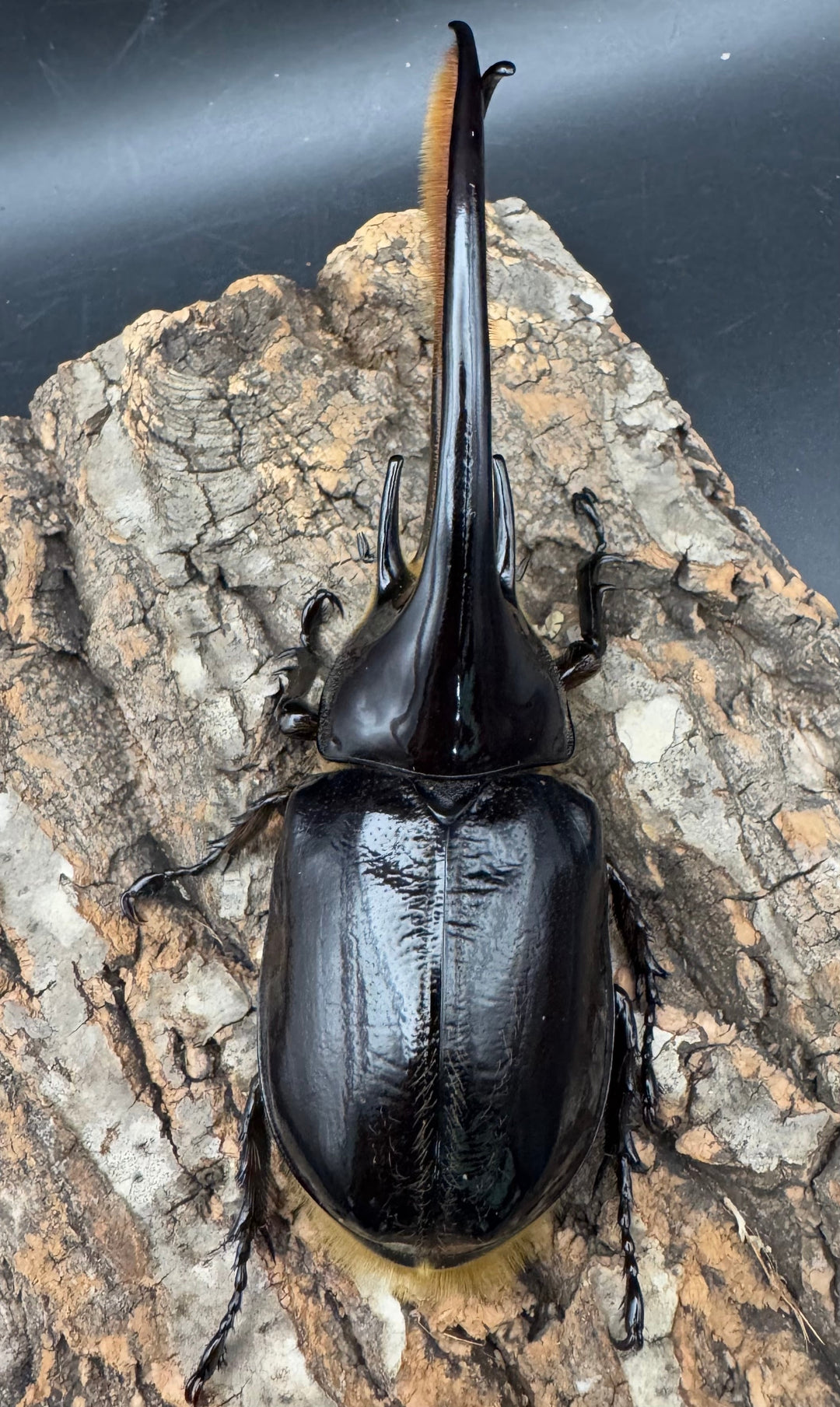 《ネプチューンオオカブト 132mm ペア》