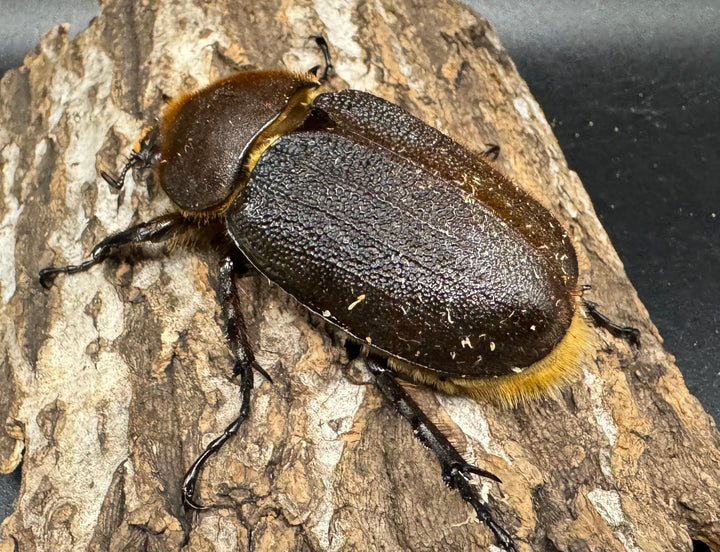 《ヘラクレス・ヘラクレス 153mm ペア》