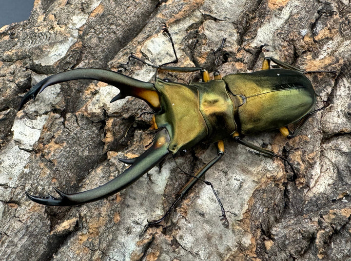 【美麗】《エラフスホソアカ 82.5mm ペア》セルヴォラン氏ブリード個体