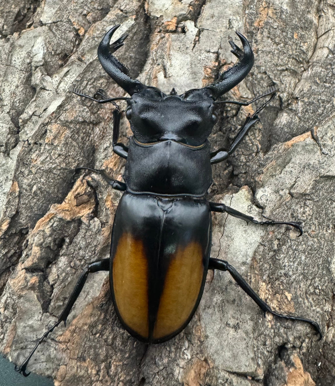 【WD】《セアカフタマタ（パリーフタマタ） 74mm ペア》