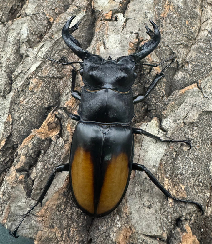 【WD】《セアカフタマタ（パリーフタマタ） 74mm ペア》