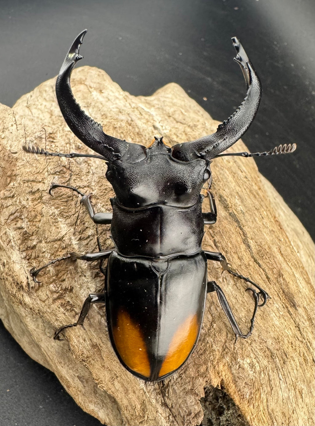 【WF1】《セアカフタマタ（パリーフタマタ） 71mm ♂♀♀トリオ》