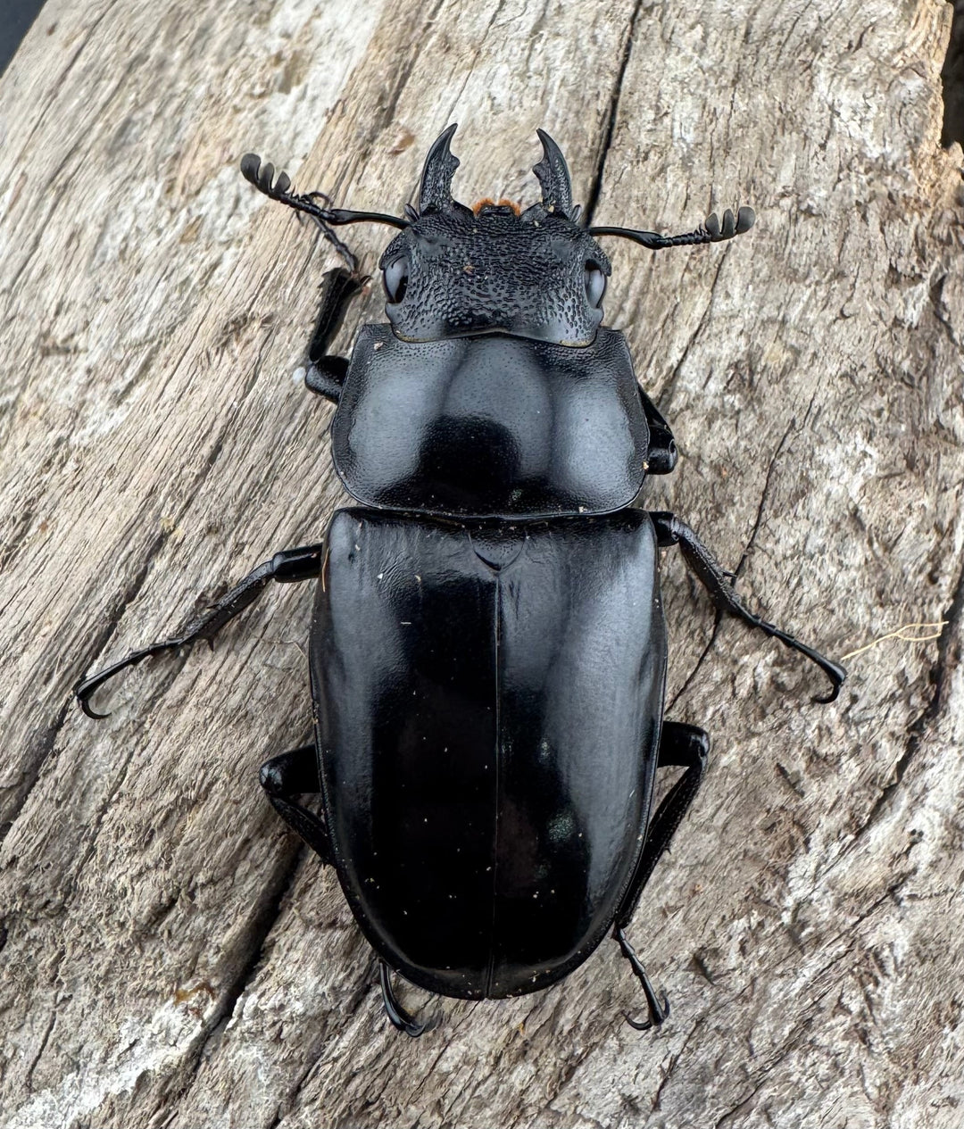 【WD】《 ギラファノコギリ亜種ボロブドゥール 96mm ペア》