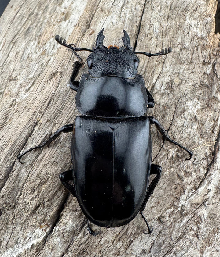 【WD】《 ギラファノコギリ亜種ボロブドゥール 96mm ペア》