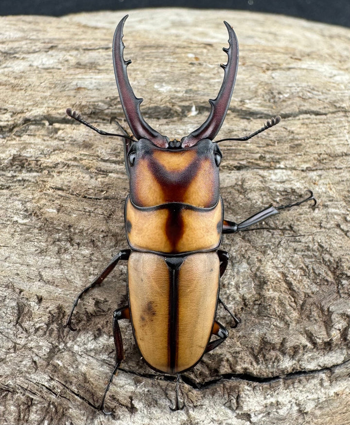 【WD】《スツラリスノコギリ 40mm ペア》