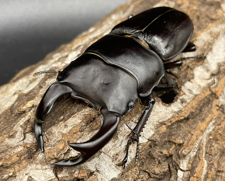 《オオクワガタ 能勢YG血統 76mm ペア》