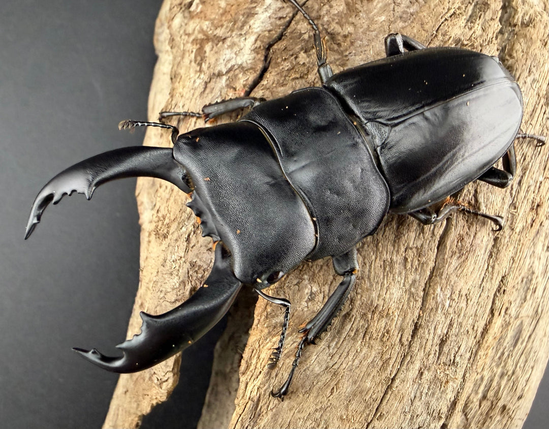 【WF2】《カヤパヒラタクワガタ 68mm ペア》