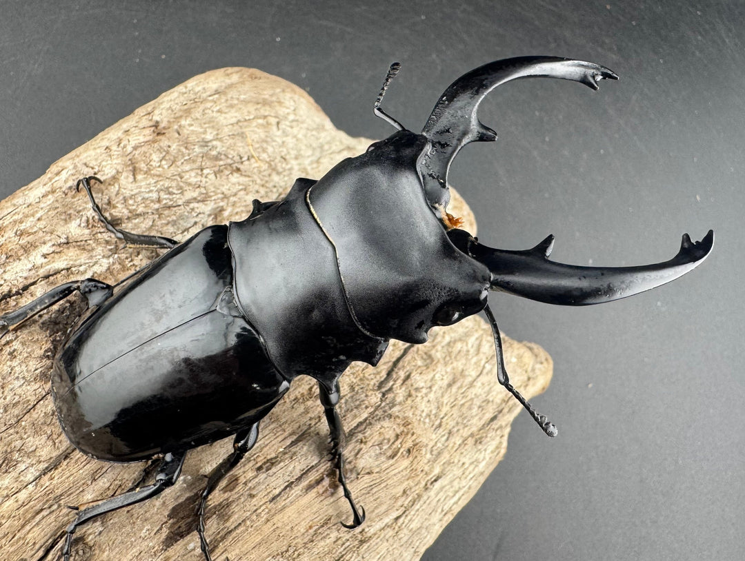 【WD】《インターメディアツヤクワガタ リサル産 93mm ペア》