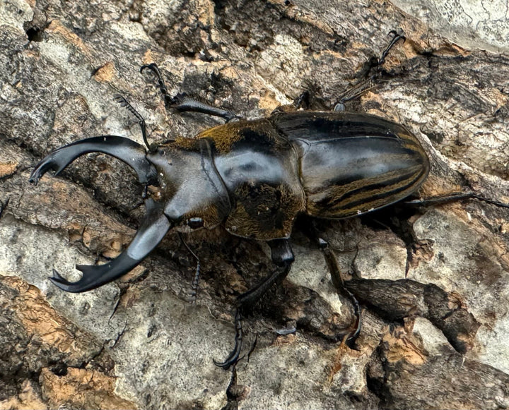 【WD】《ストリアータツヤクワガタ 49mm ペア》