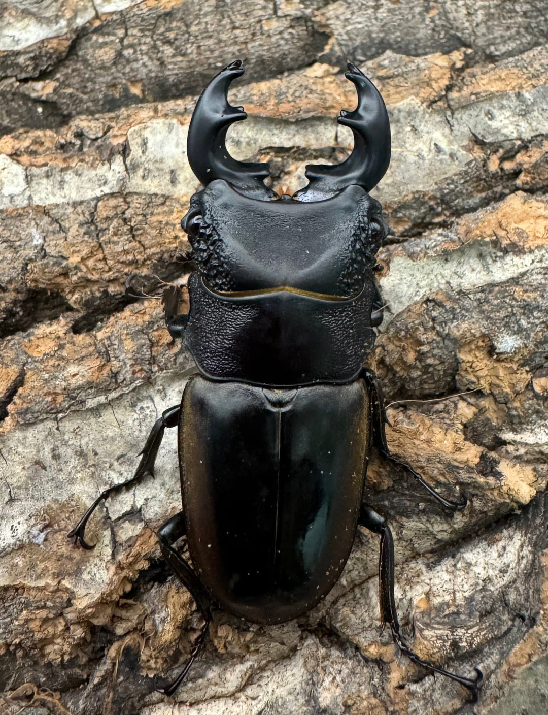 【WD】《ルマウィノコギリ  55.5mm ペア》