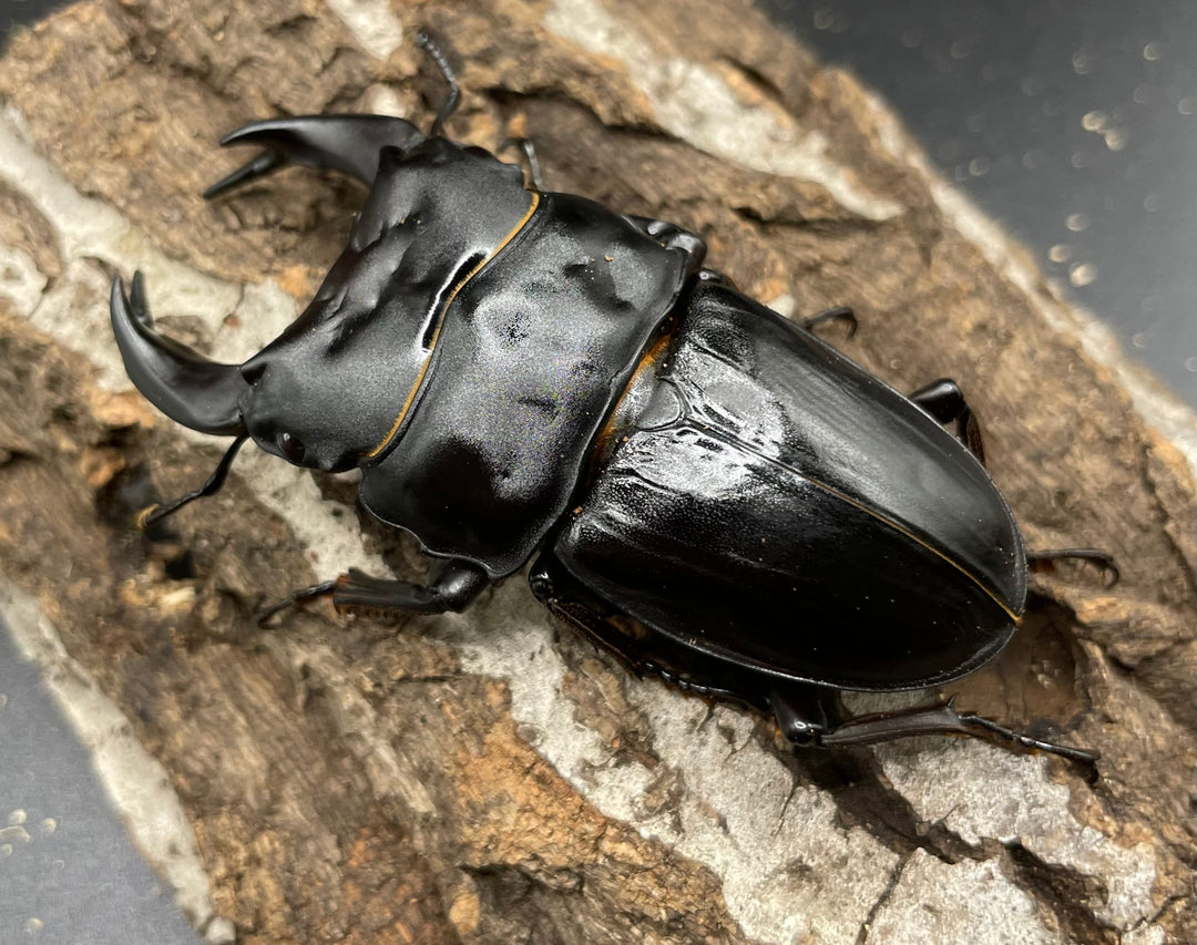 《ホペイオオクワガタ SL血統 73mm ペア》