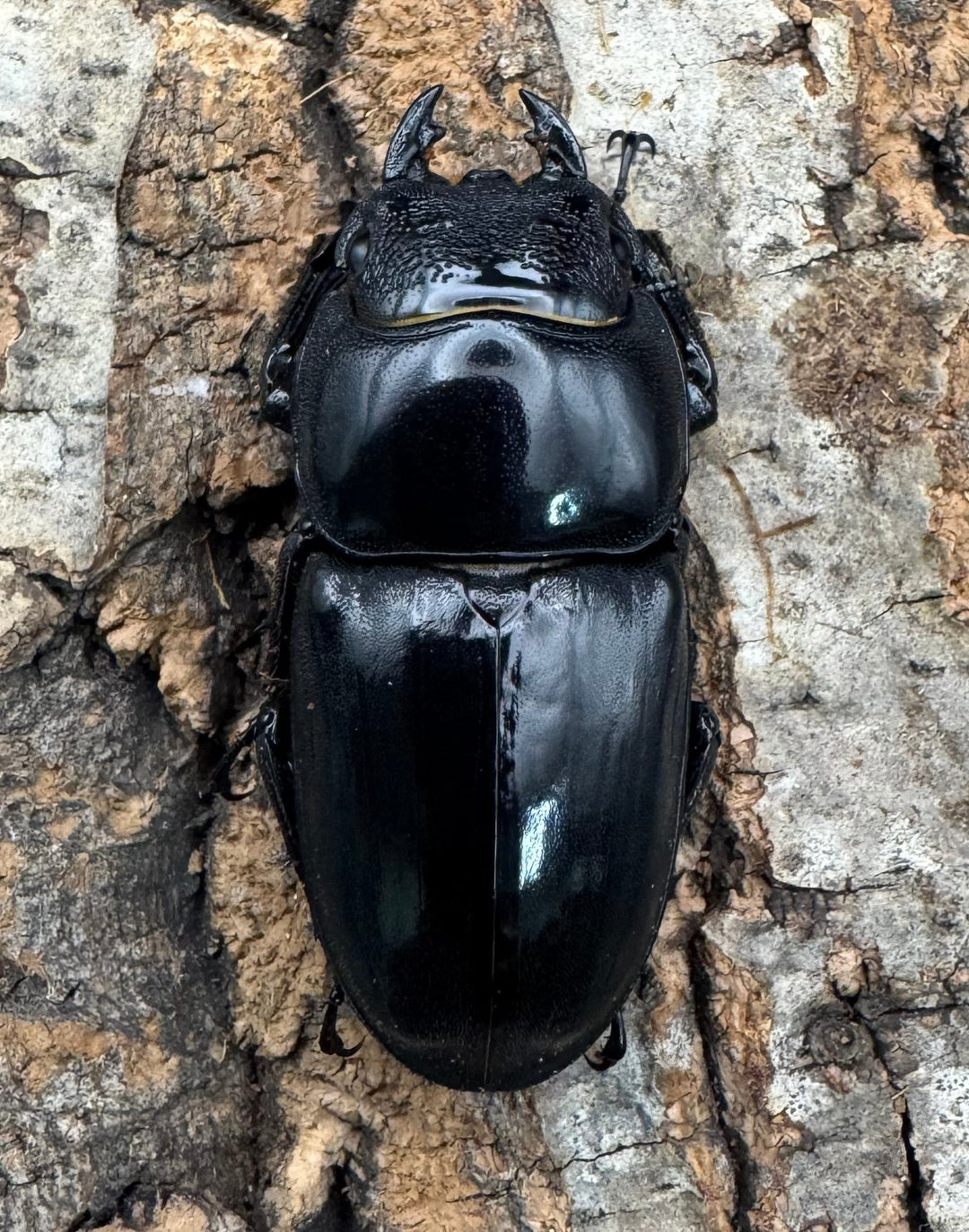 《パラワンオオヒラタクワガタ 93.1mm B品ペア》