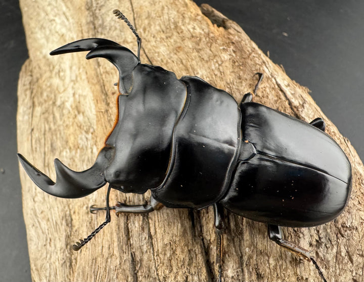 《マレーアンタエウスオオクワ 72mm ペア》