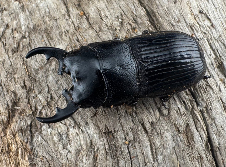 【WD】《フィリピンネブト原名亜種 25mm ペア》