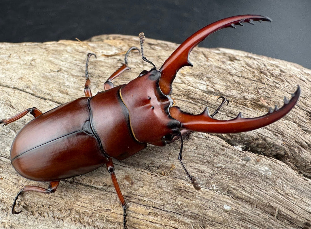 【WD】《アスタコイデス亜種fraternus 51mm ペア》