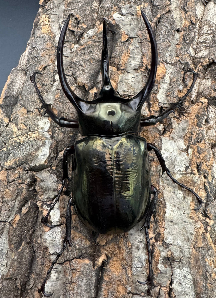 【WD】《ミンダナオアトラスオオカブト 95.5mm ペア》