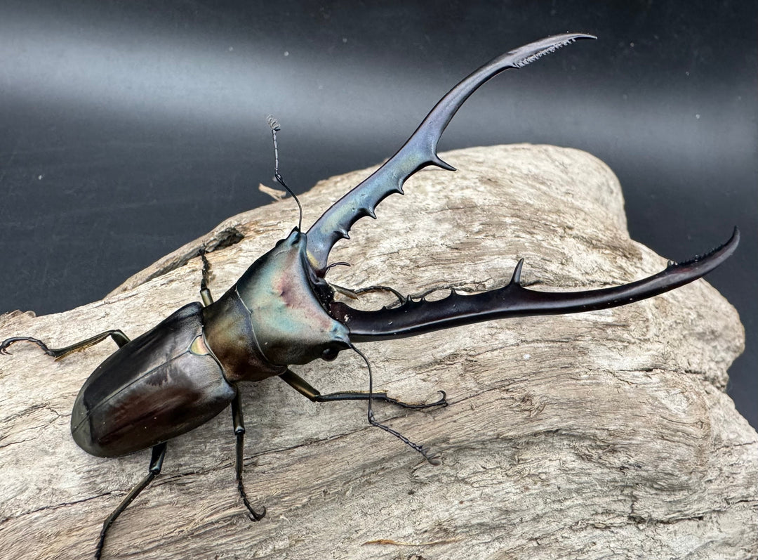 【WD】《メタリフェルホソアカ亜種finae 85.5mm A’品ペア》