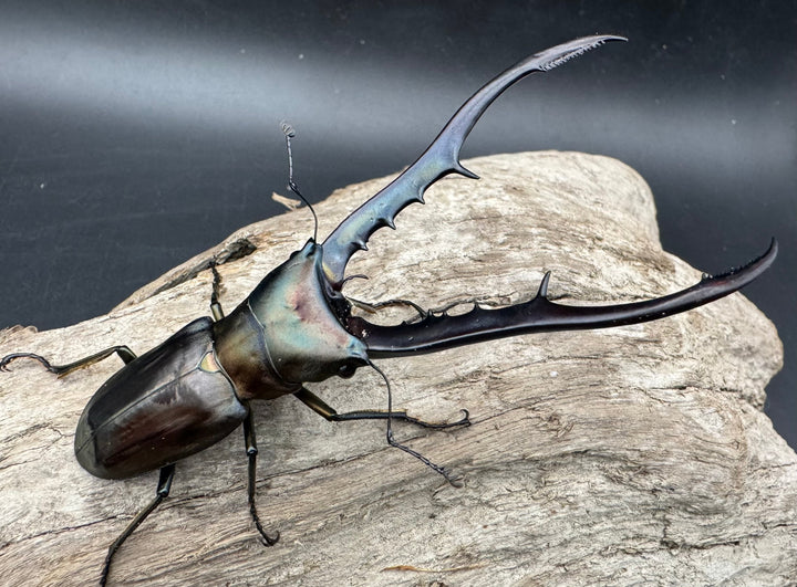 【WD】《メタリフェルホソアカ亜種finae 85.5mm A’品ペア》