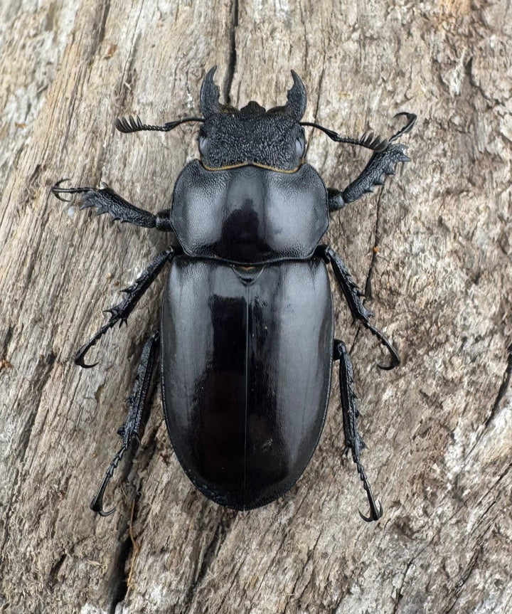 【WD】《プラネットミヤマクワガタ 81.5mm ペア》