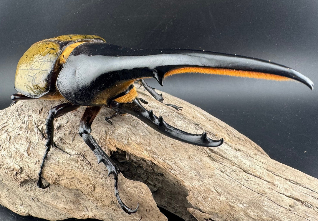 《ヘラクレス・ヘラクレス 143.5mm ペア》