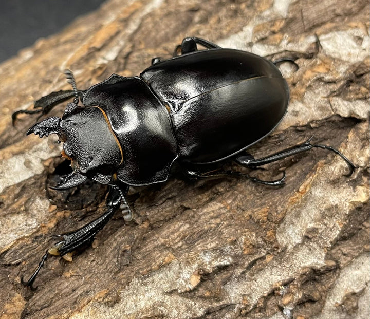 【WD】《アルケスツヤクワガタ 81mm A’品ペア》