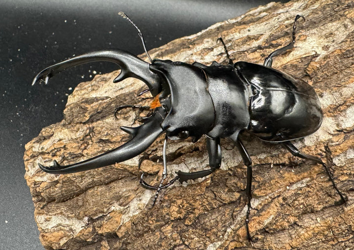 【WD】《インターメディアツヤクワガタ 91mm ペア》