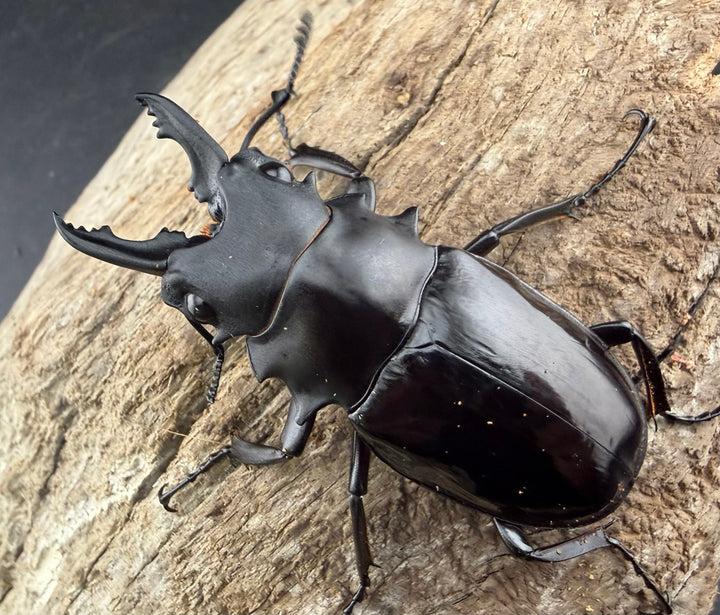 【WD】《ダールマンツヤクワガタ サンギール島産 56mm A’品ペア》