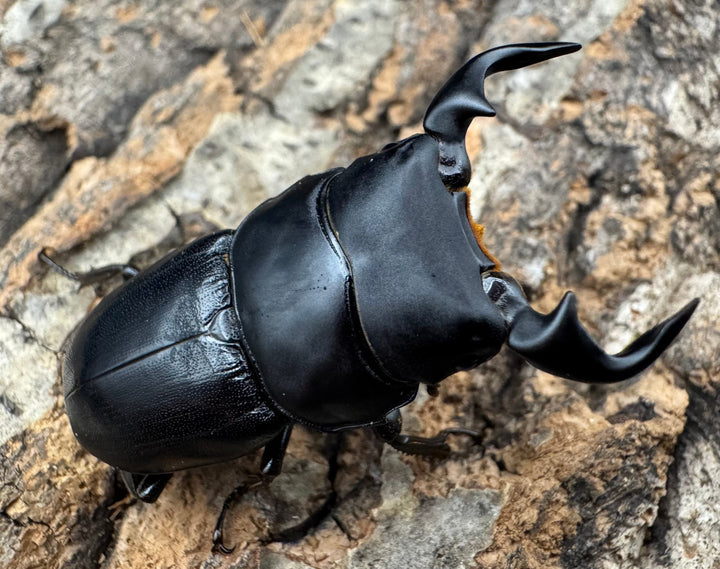 【WD】《ドルクスリンビン 42mm ♂♀♀トリオ》