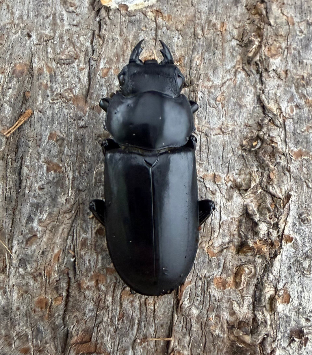 《キクノコクワガタ 36.5mm ペア》