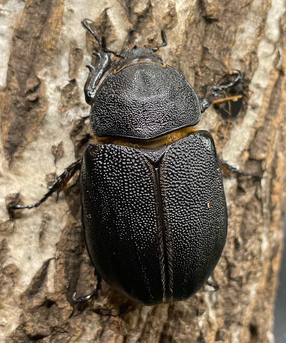 即ブリ《サタンオオカブト 98mm ペア》