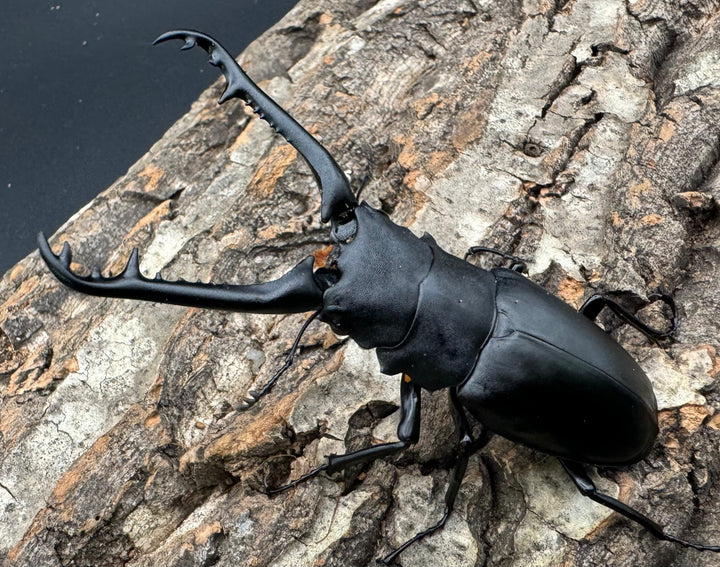 【WD】《ギラファノコギリ亜種ケイスケ 89mm ペア》