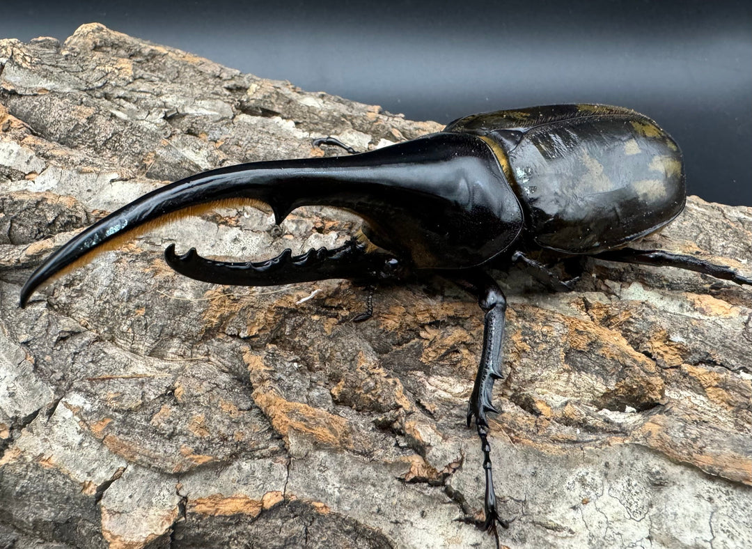 《ヘラクレス・ヘラクレス 144mm ペア》