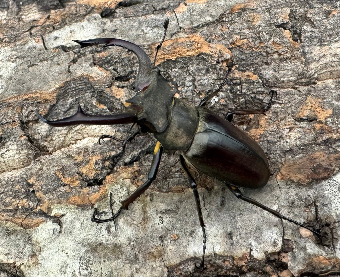 【WD】《クラーツミヤマ原名亜種 48mm ペア》